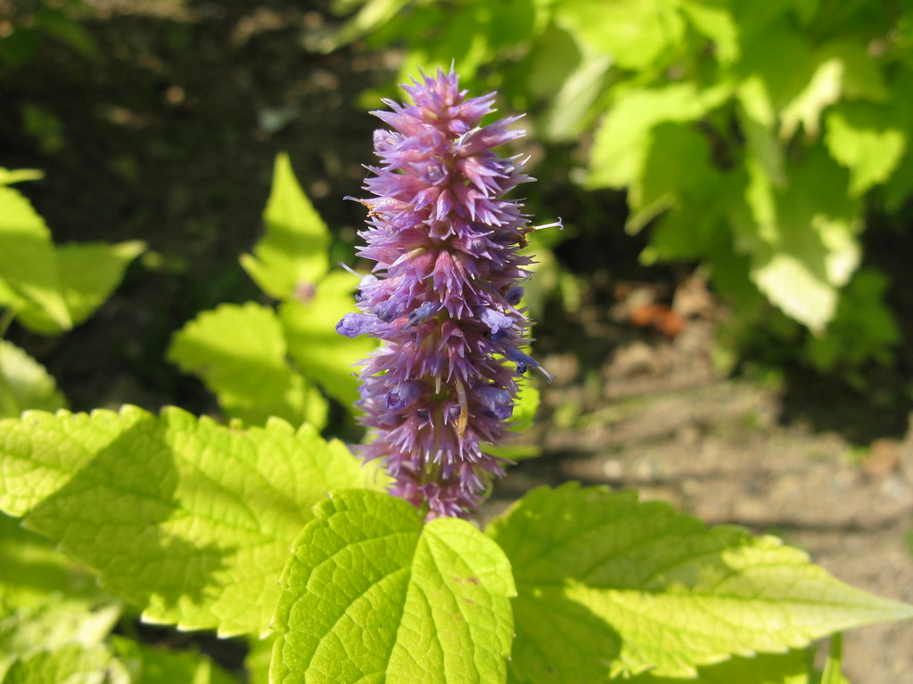 Anise hyssop
