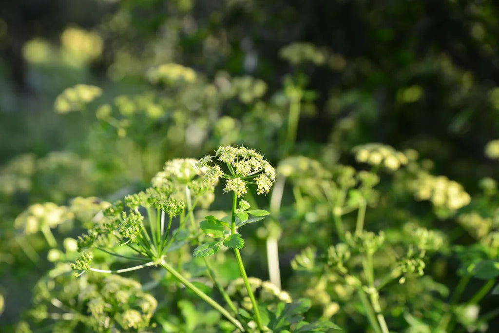 Alexanders