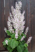 Clary sage