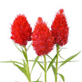 Celosia-yachiyo hiryu