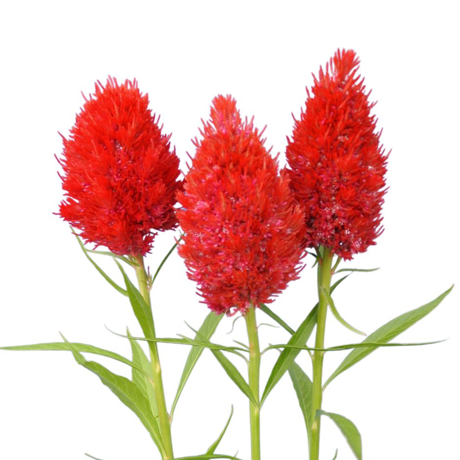 Celosia-yachiyo hiryu