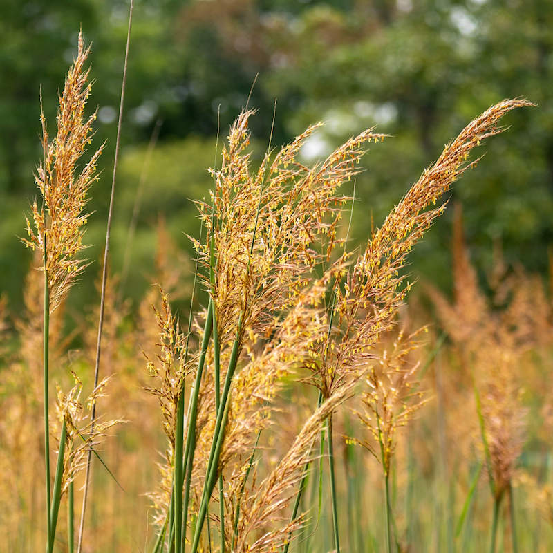 Indian grass