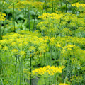 Dill - bouquet