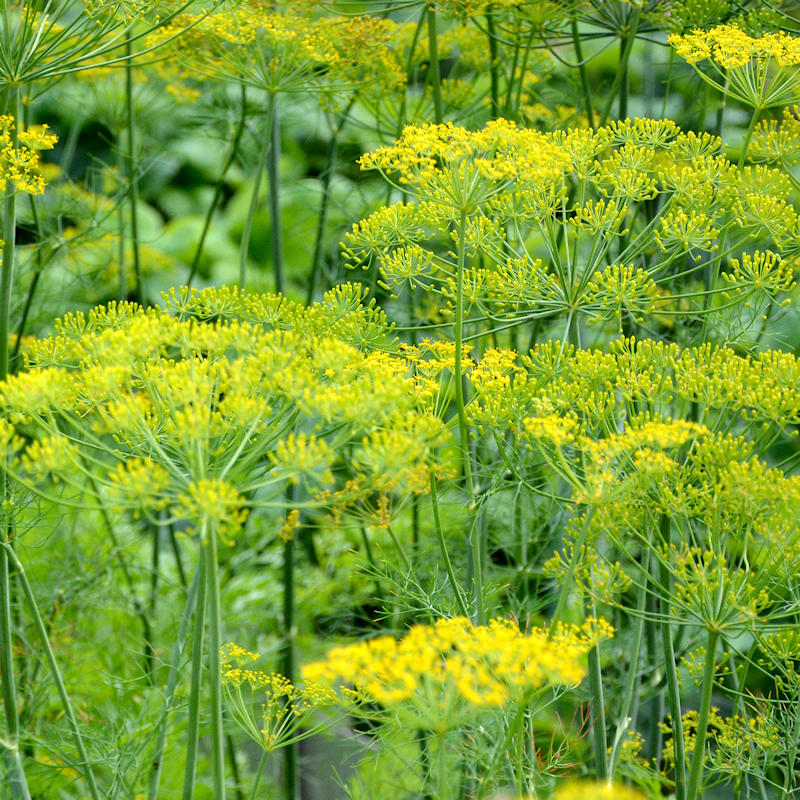Dill - bouquet