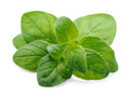 Oregano - italian