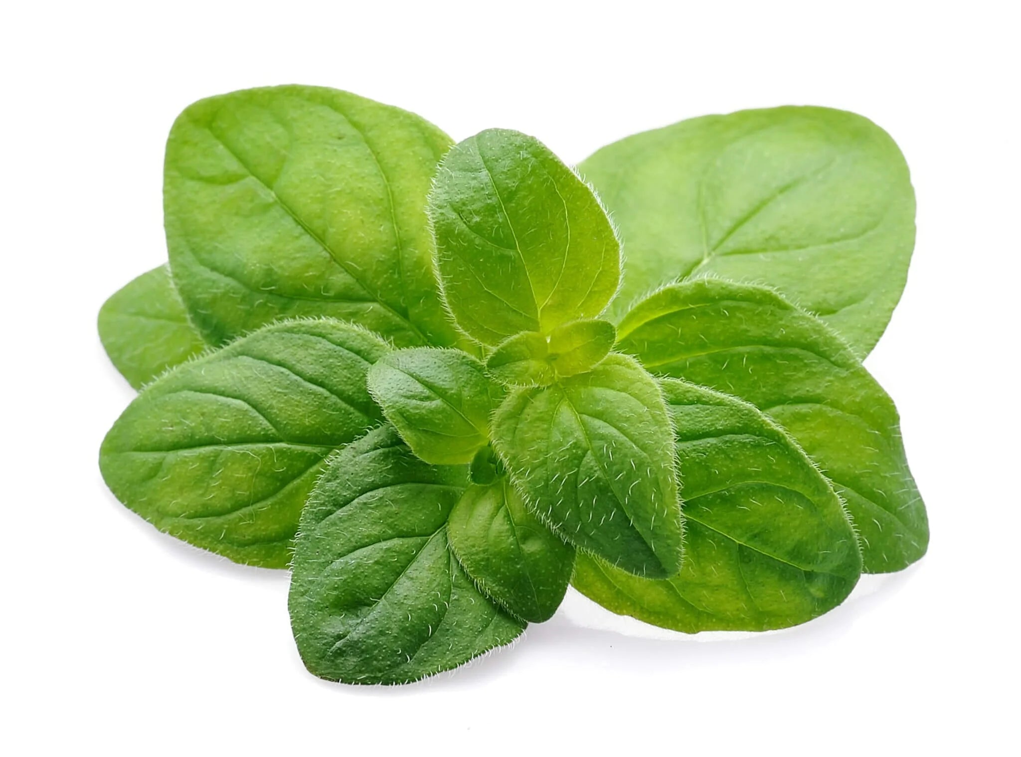 Oregano - italian