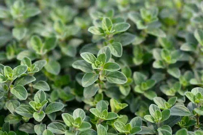 Marjoram - sweet