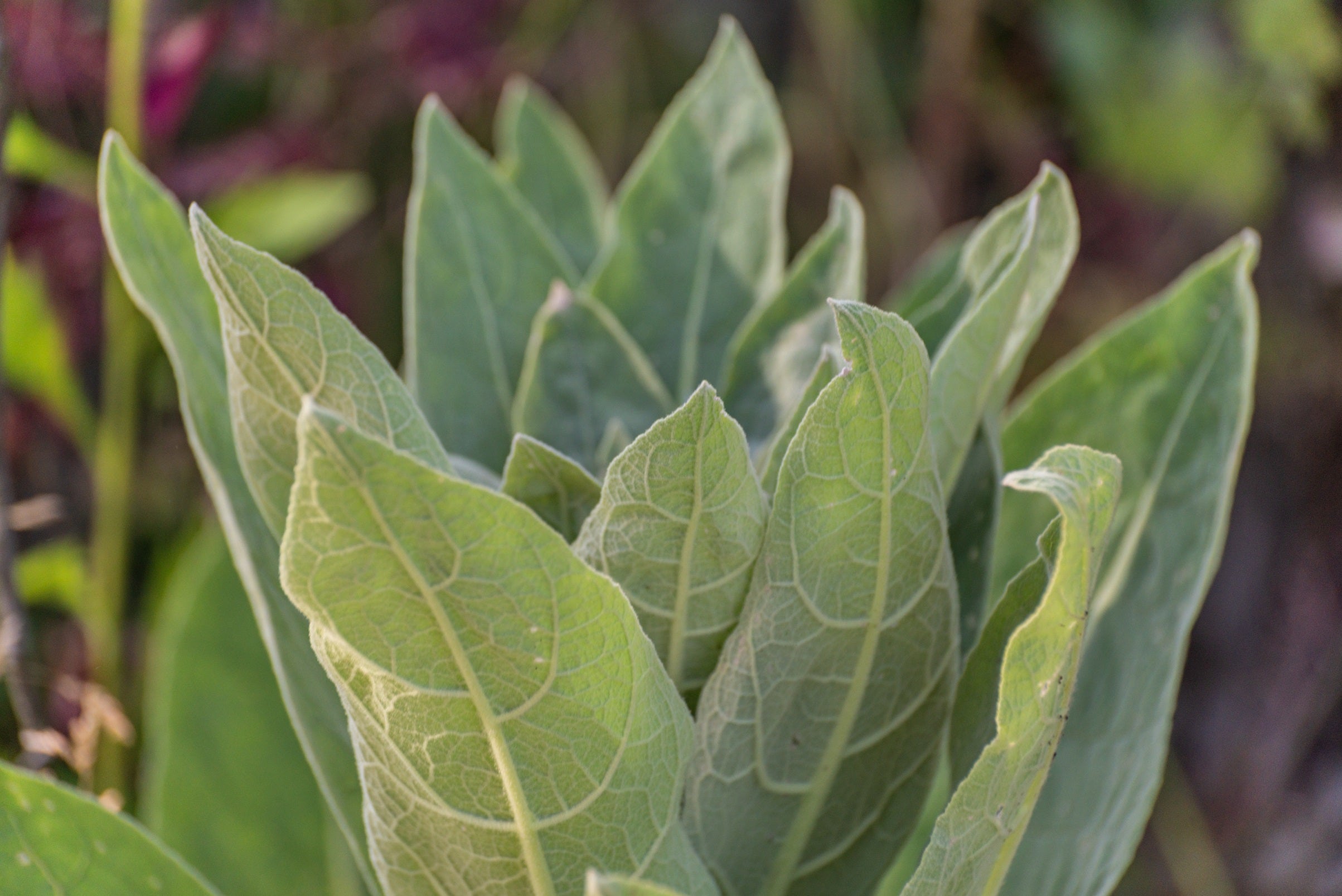 Mullein