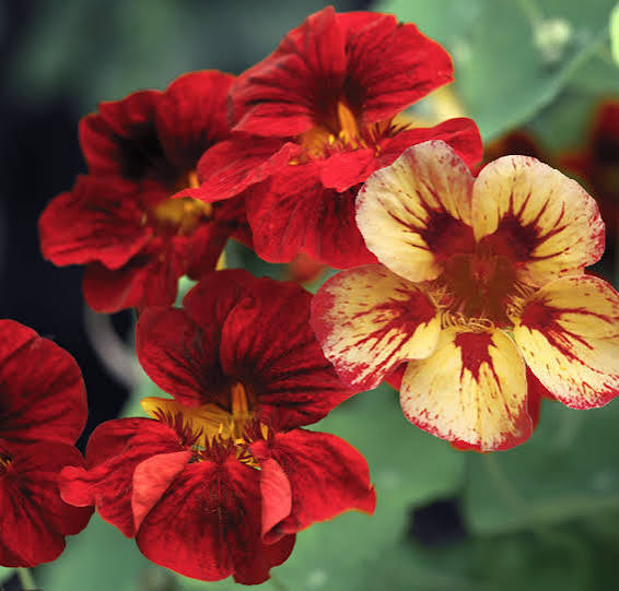 Nasturtium - bloody Mary mix