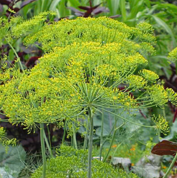 Dill - mammoth long island