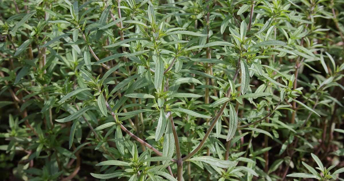 Summer savory