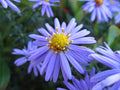Smooth blue aster
