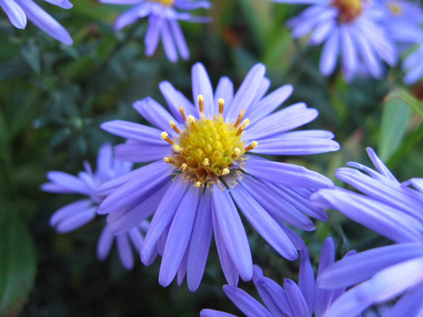 Smooth blue aster