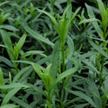 Tarragon-french