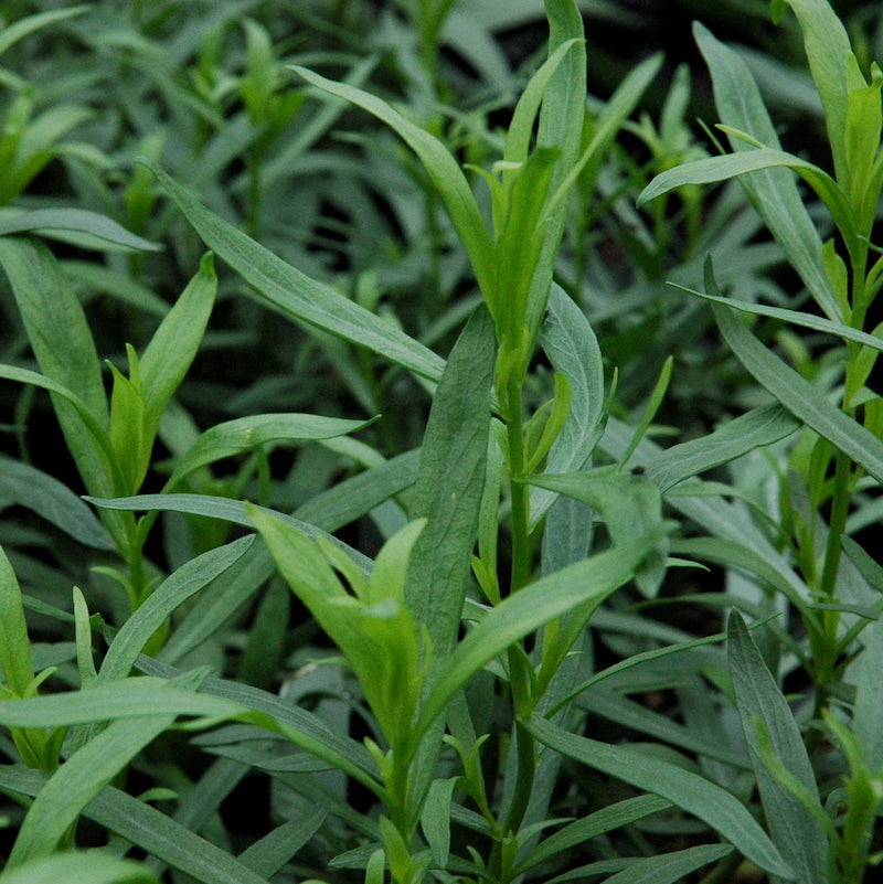 Tarragon-french