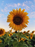 Common sunflower