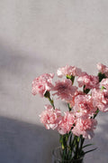 Carnation-chabaud mix