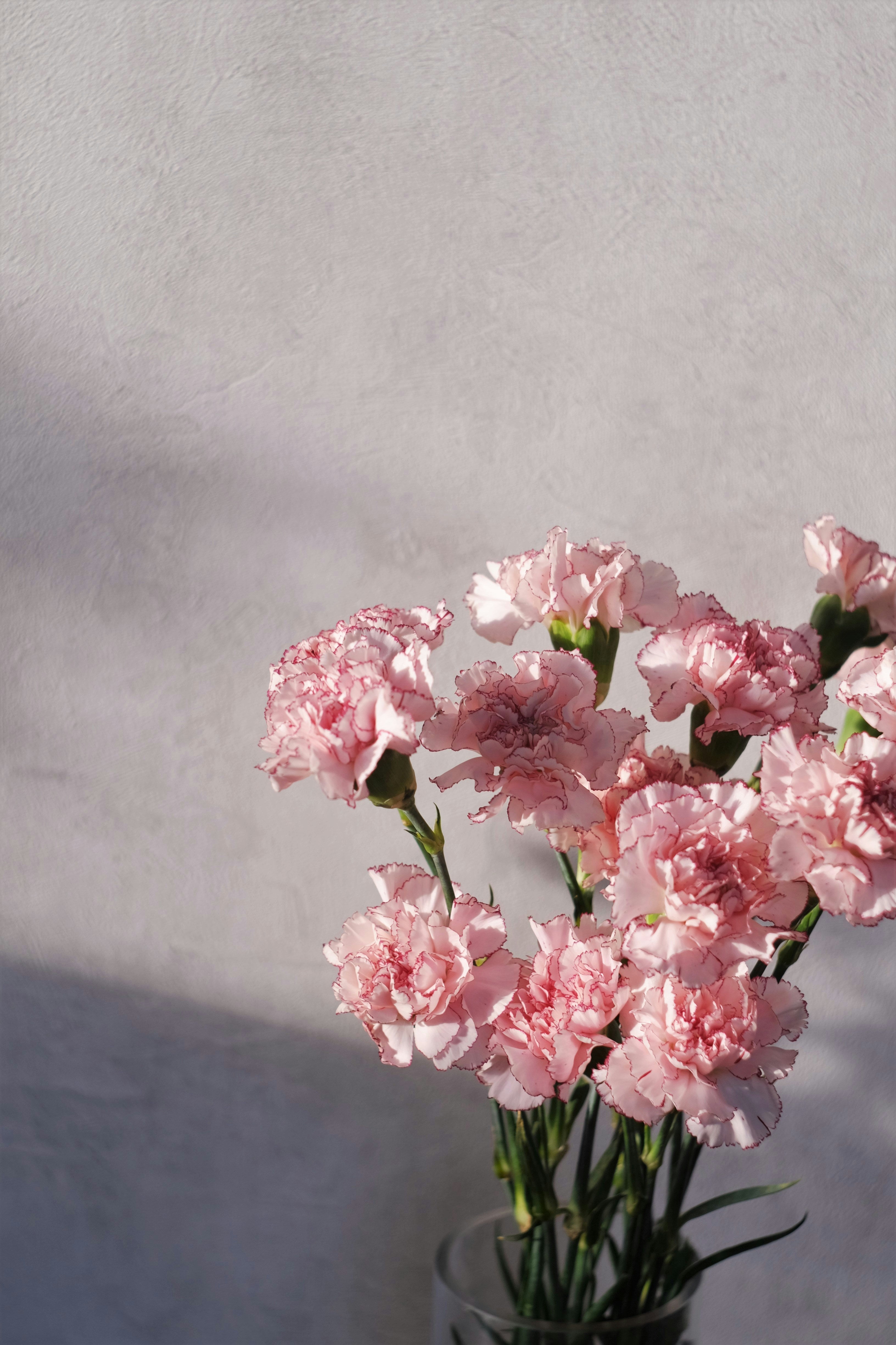 Carnation-chabaud mix