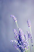 Lavender - elegance purple
