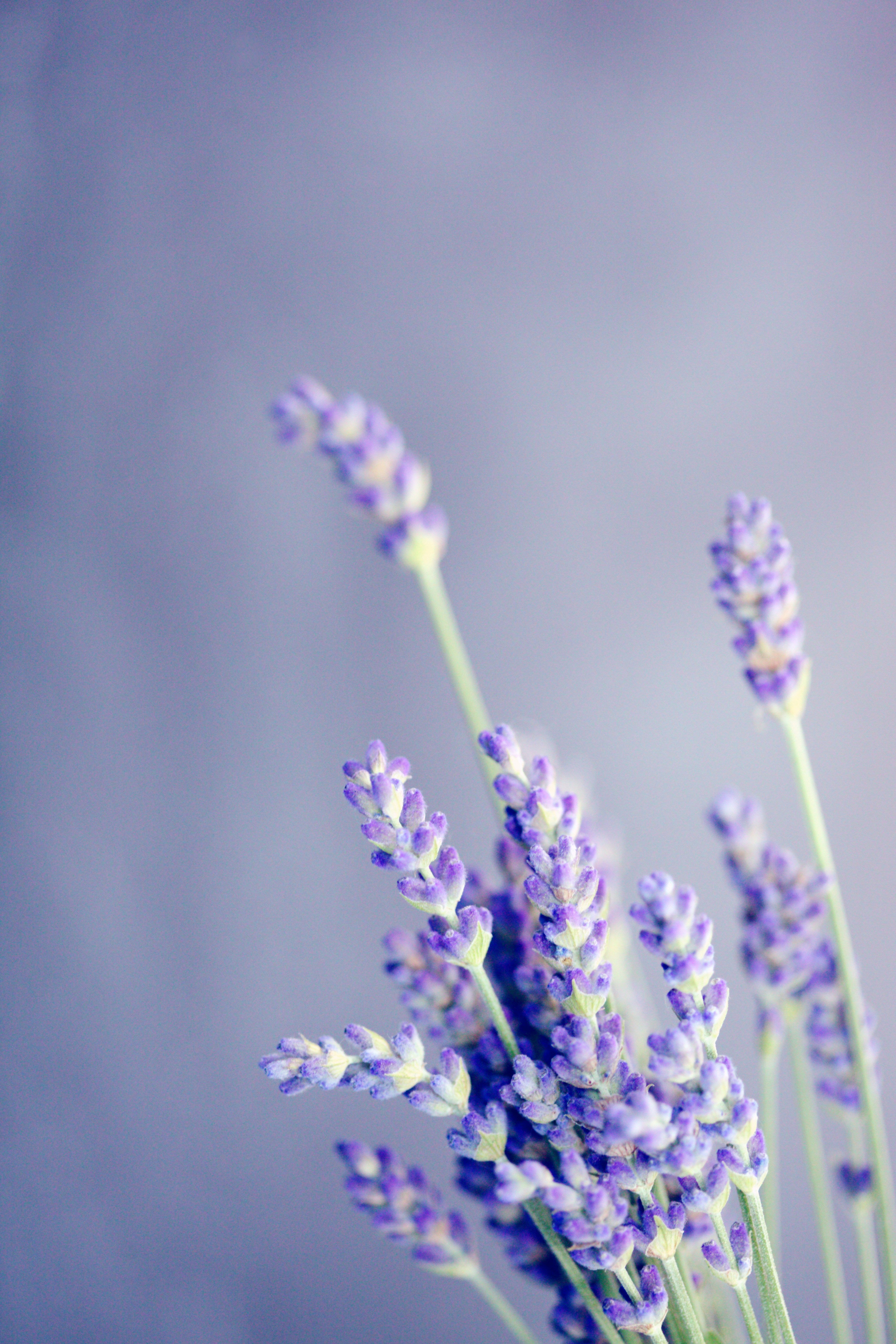 Lavender - English