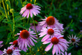 Coneflower - tall mix