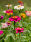 Zinnia Isabella