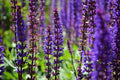 Salvia