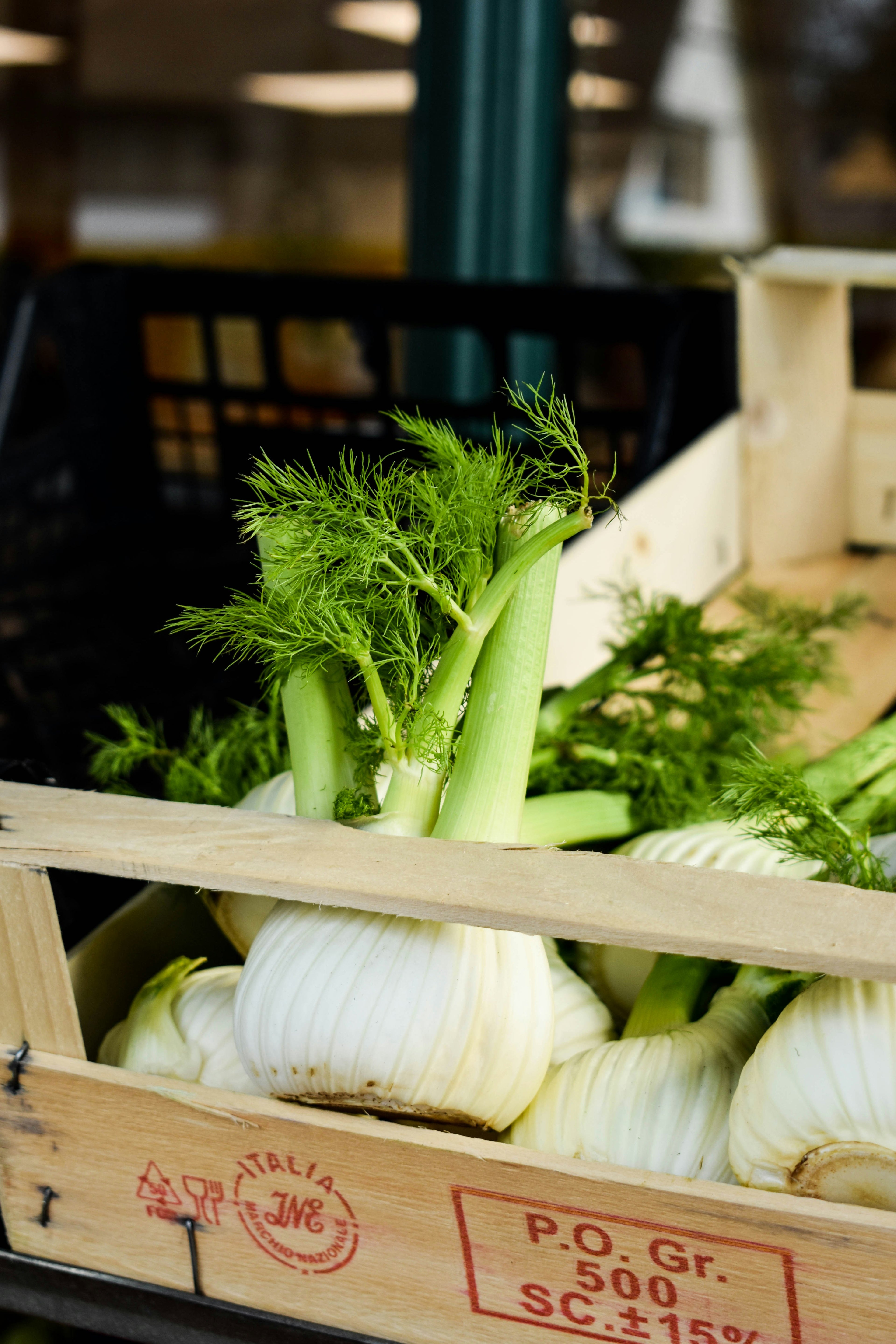 Fennel