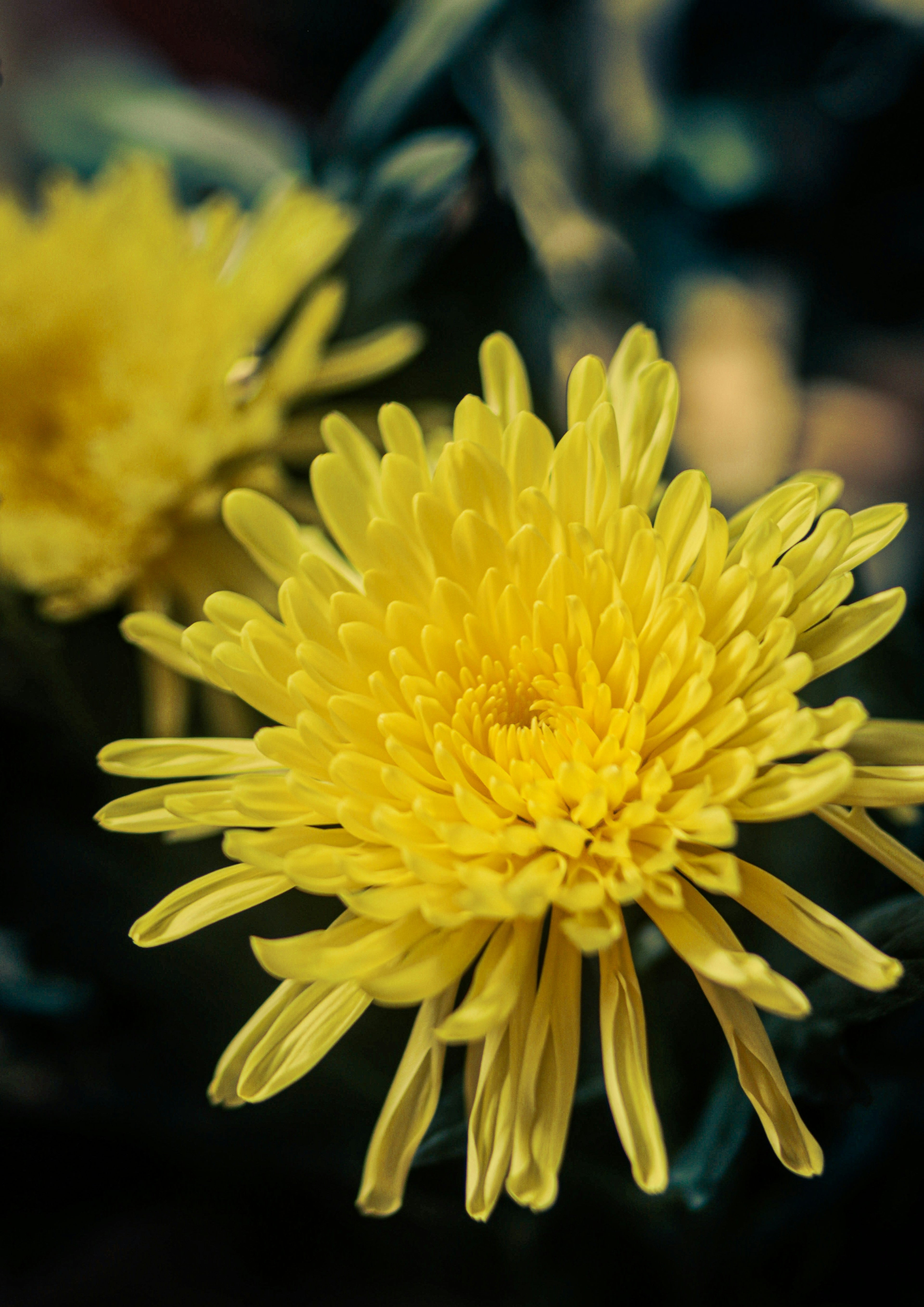 Chrysanthemum