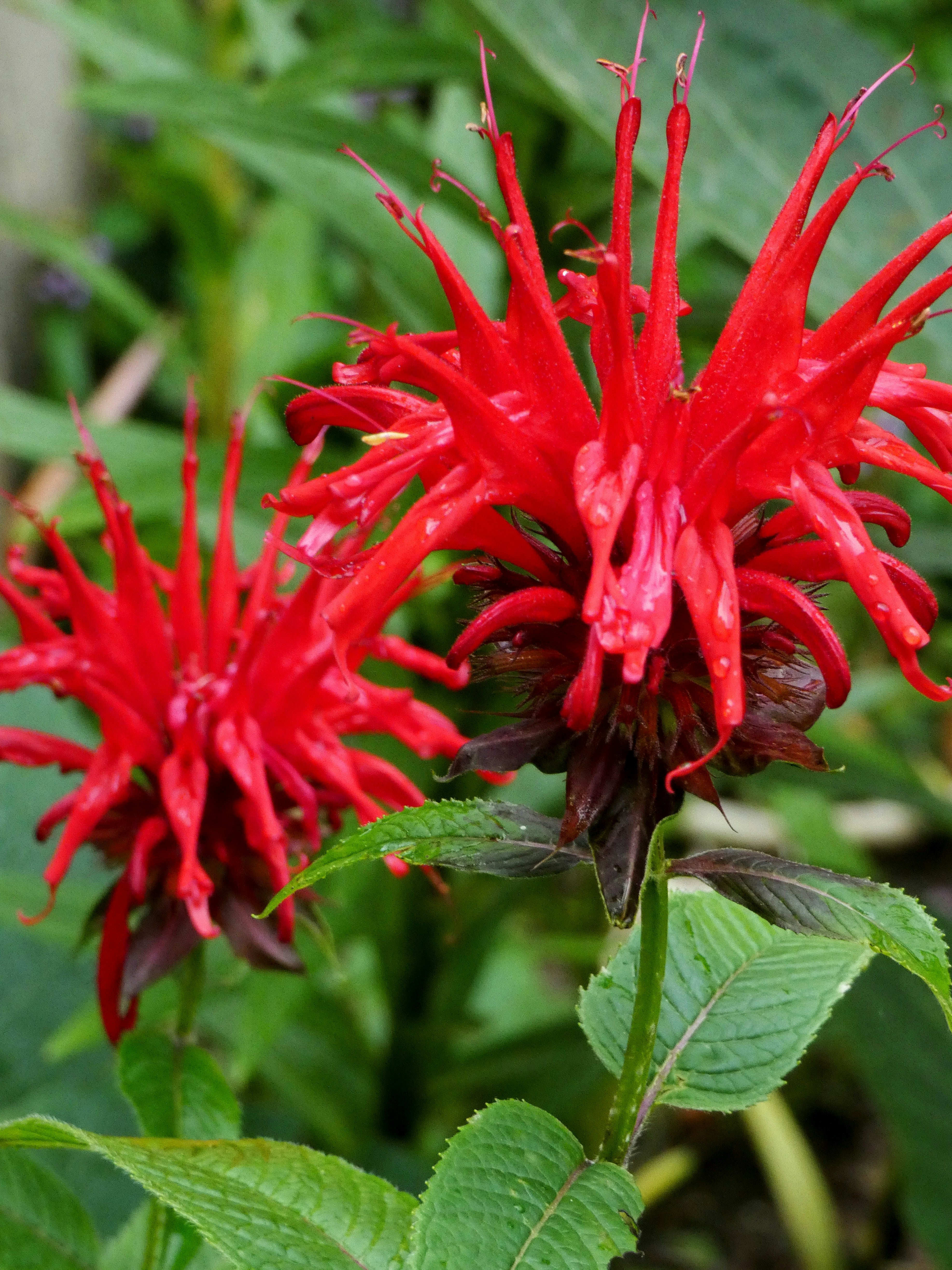 Bee balm - red