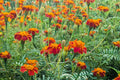 French marigold