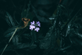 Blue vervain