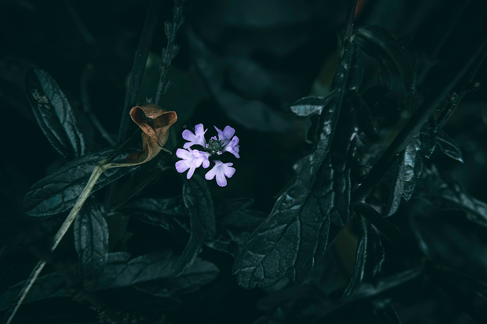 Blue vervain