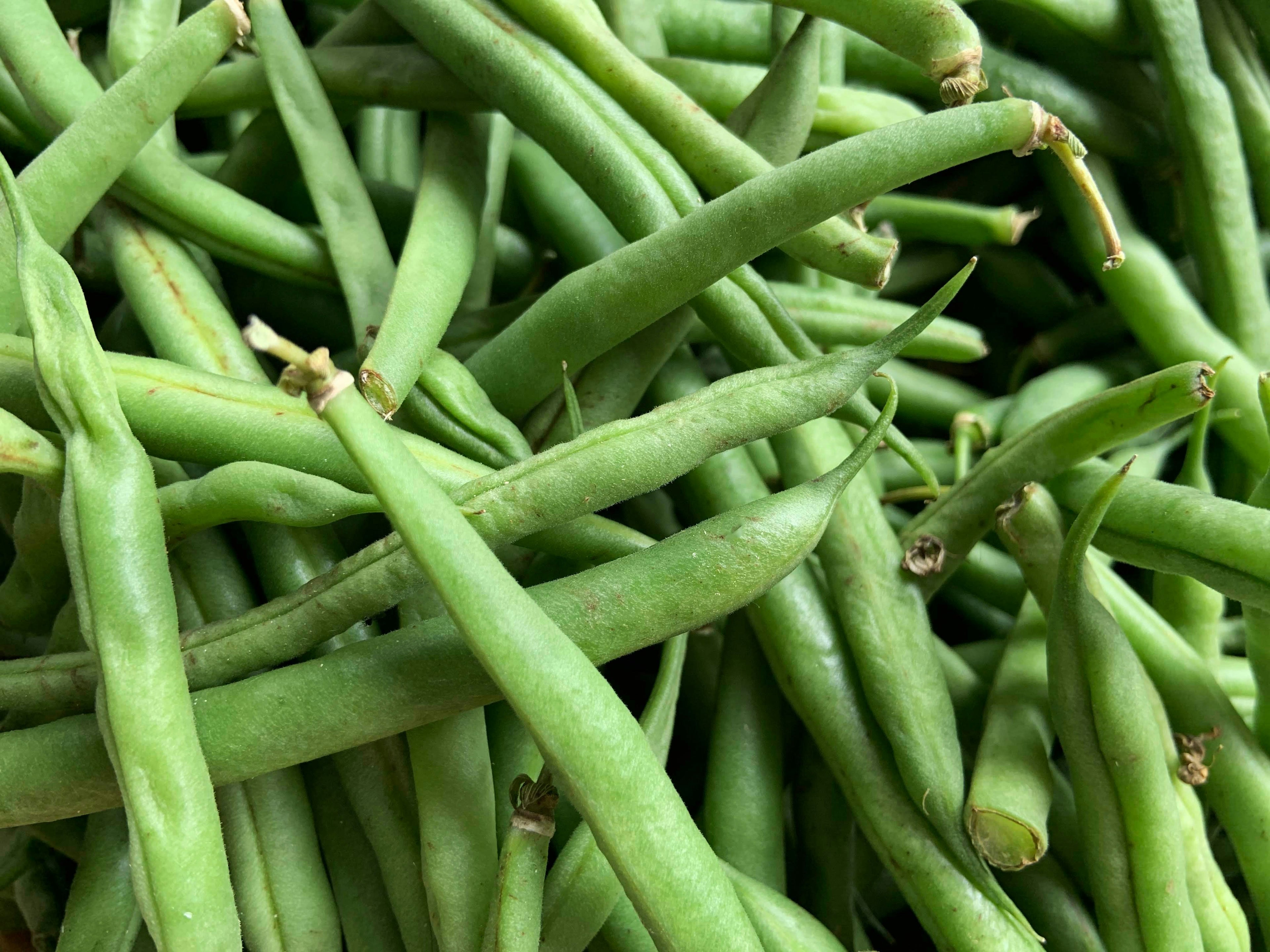 Green Bean - bush beans