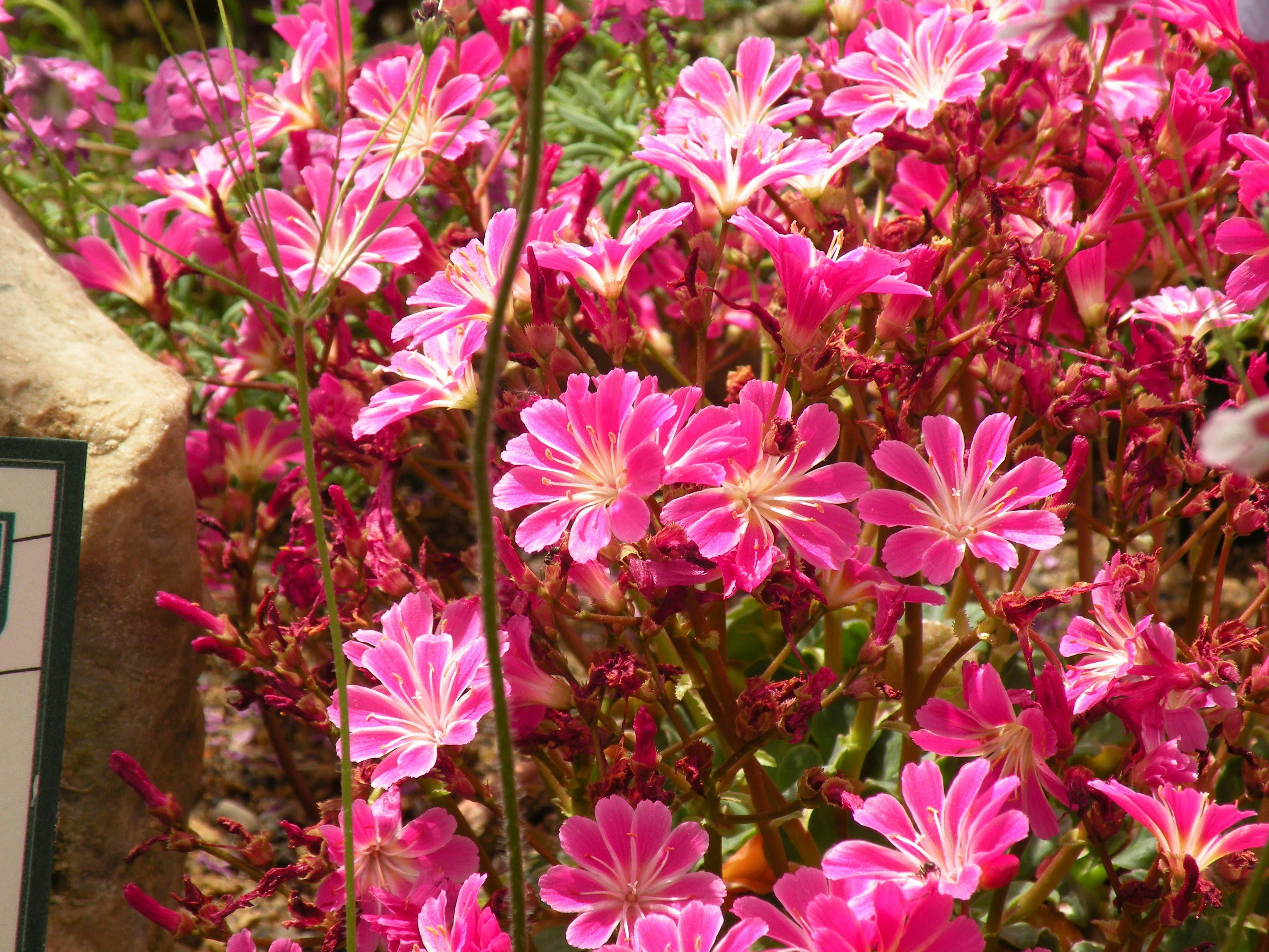 Lewisia - elisa mix