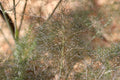 Bronze fennel