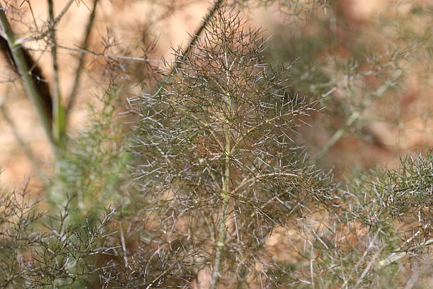 Bronze fennel