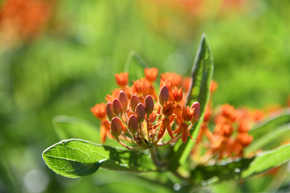 Butterfly weed
