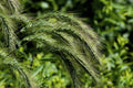 Canada wild rye