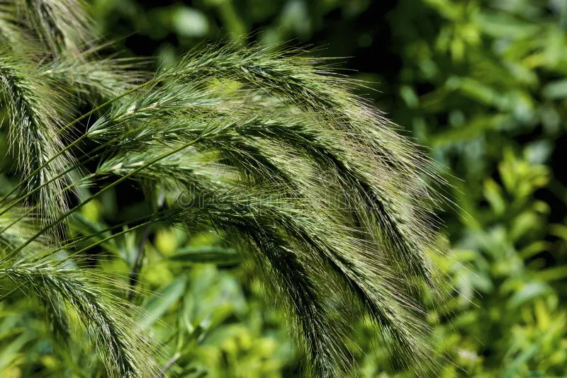 Canada wild rye