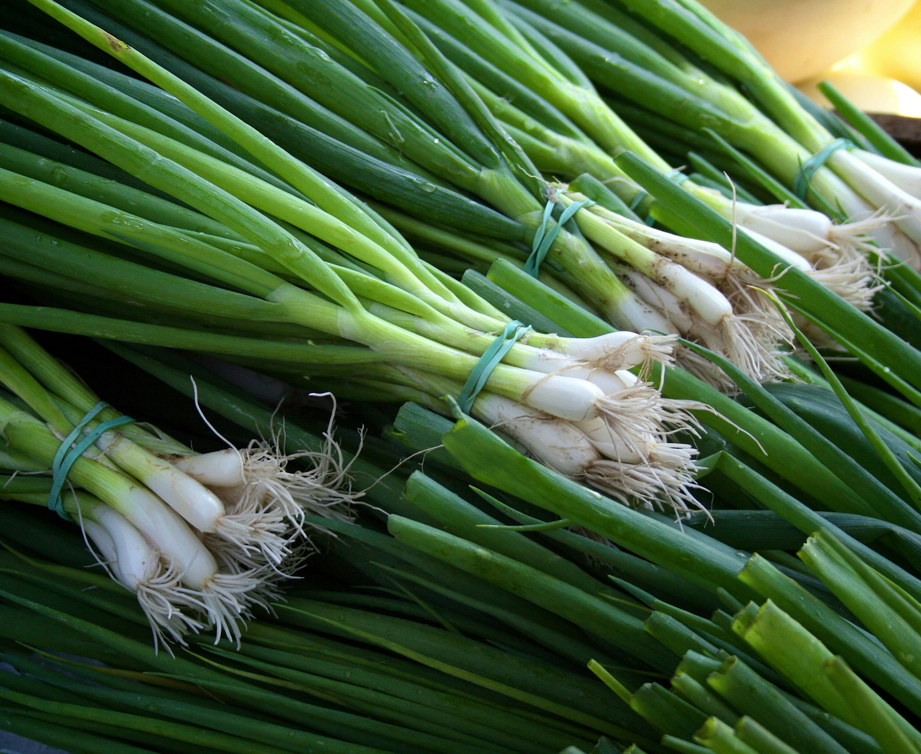 Onion-scallion