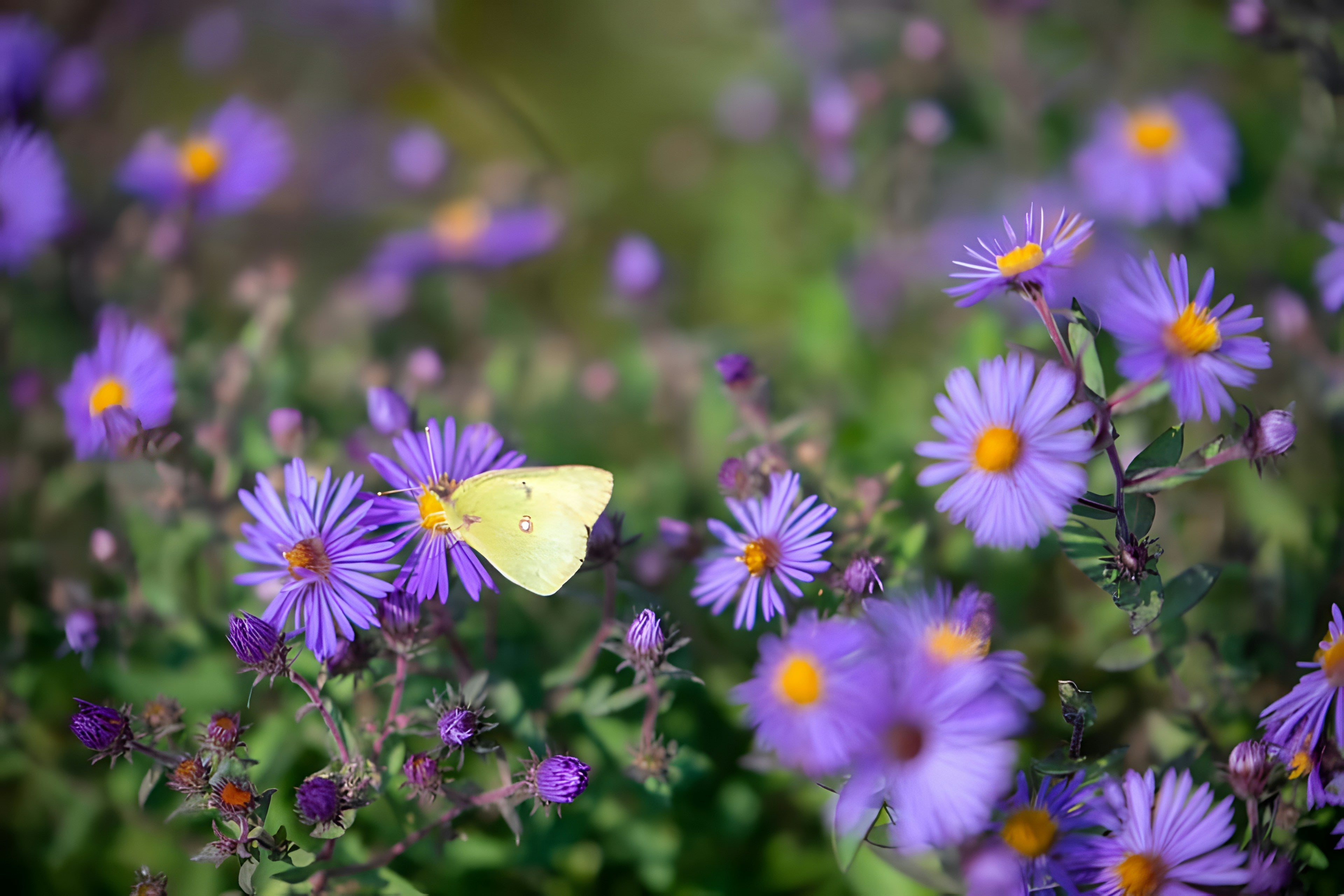 New England aster