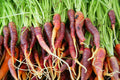 Carrot purple dragon