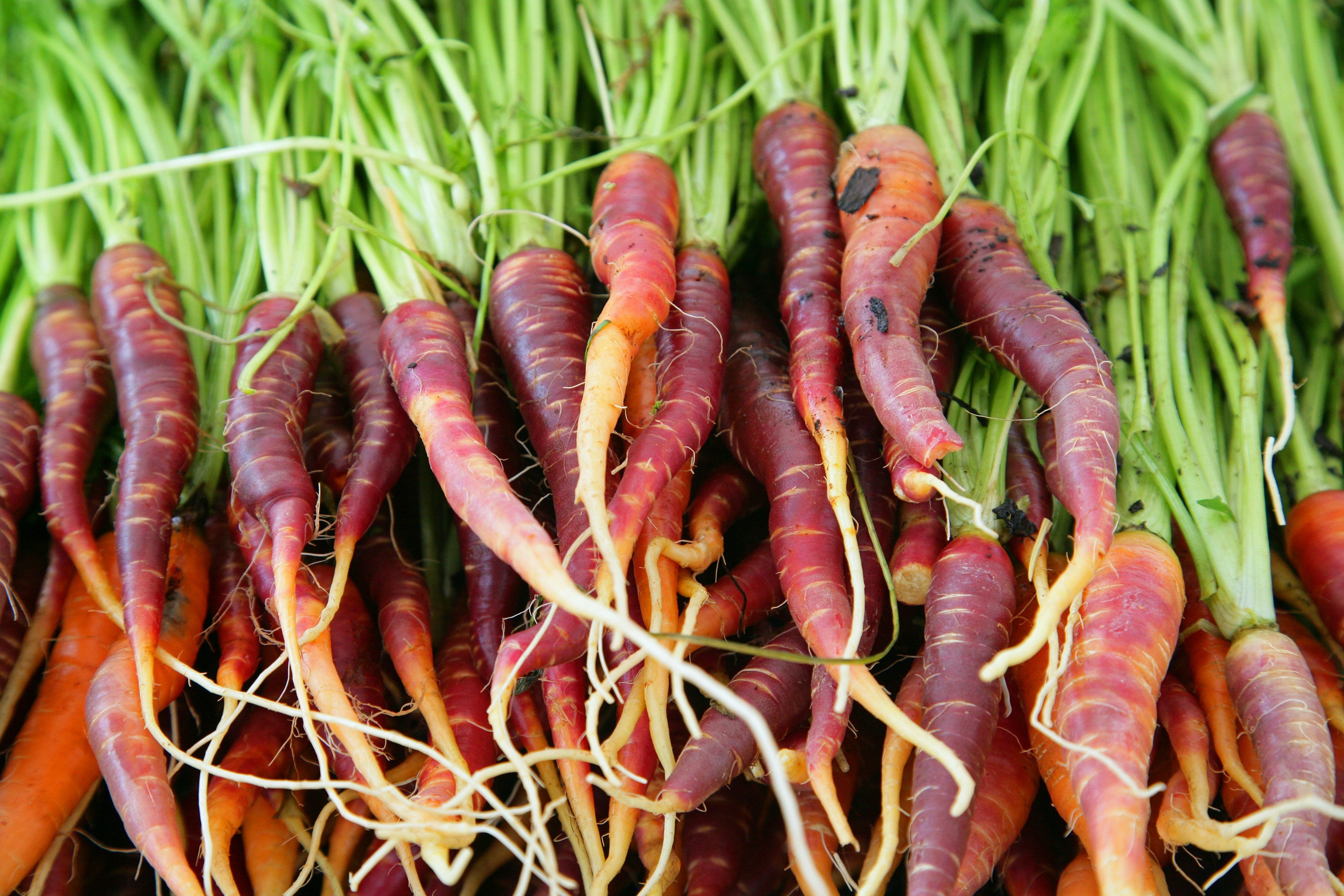 Carrot purple dragon