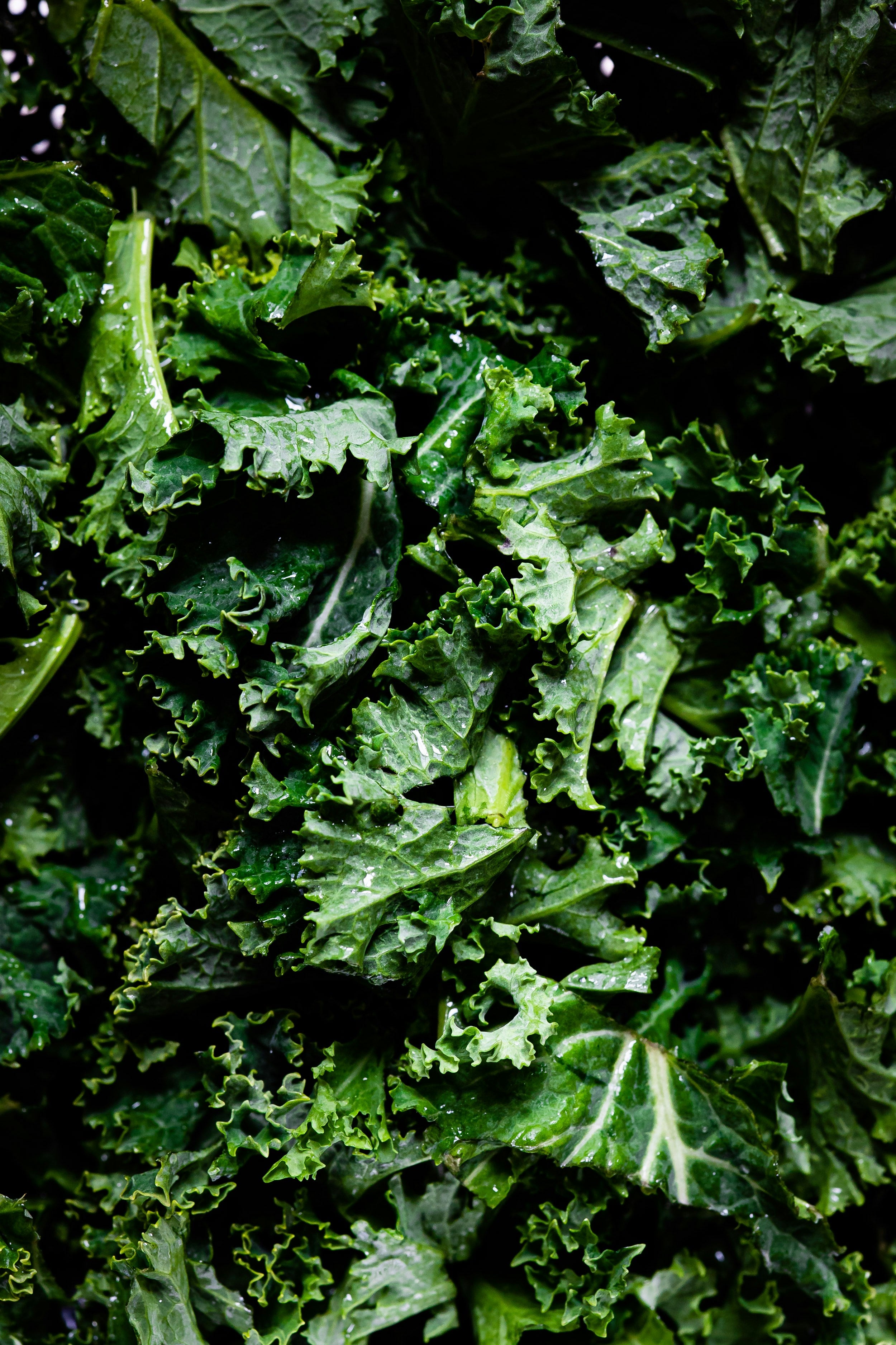 Sea kale