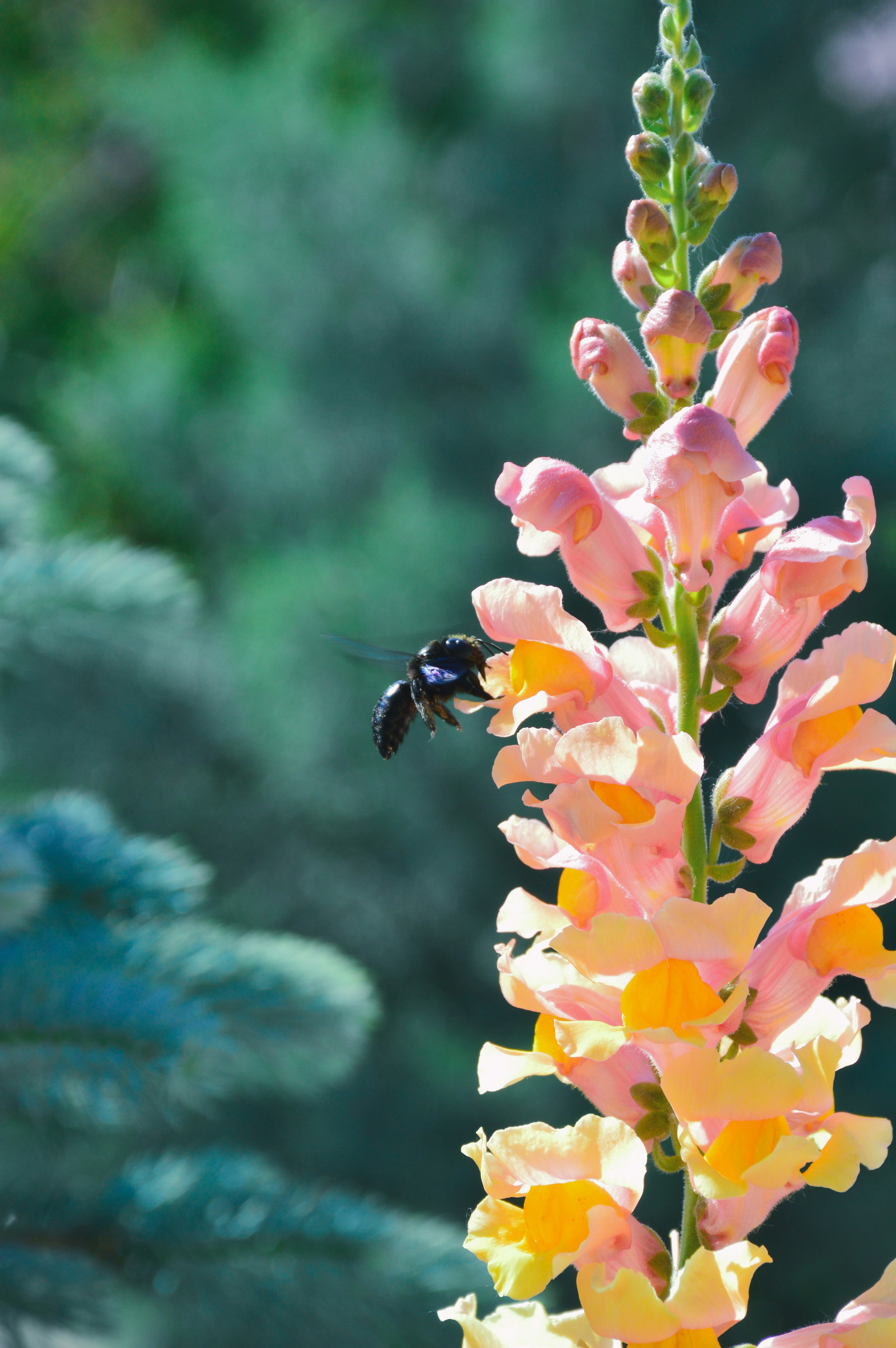 Snapdragon-tall deluxe
