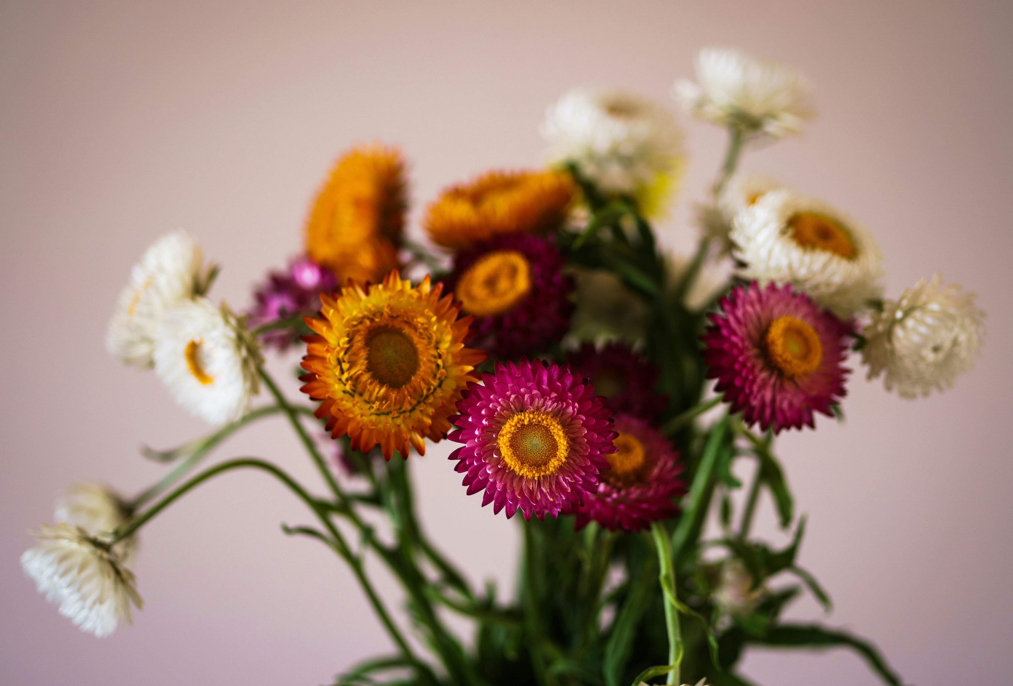 Strawflower - tall mixed