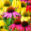 Echinacea - paradise mix