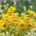 Elecampane