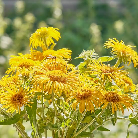 Elecampane